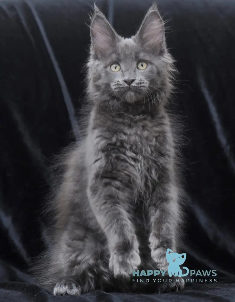 Darsy Maine Coon Female Blue Live Animals