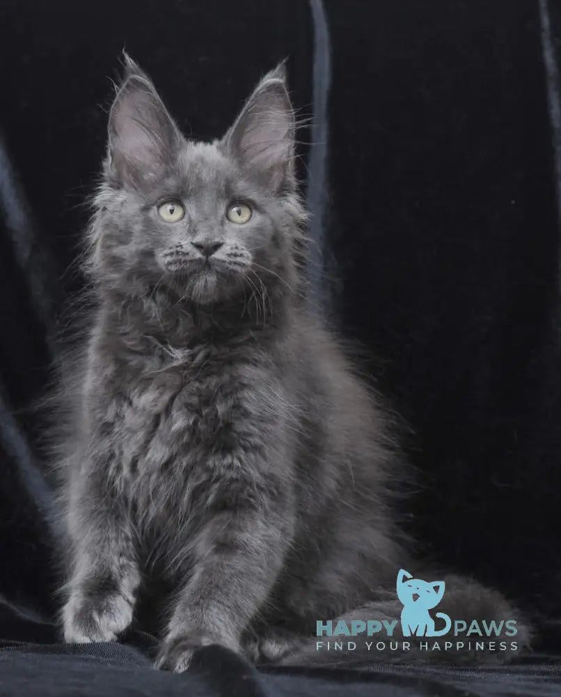 Darsy Maine Coon Female Blue Live Animals