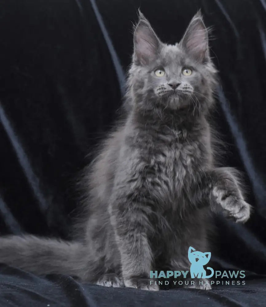 Darsy Maine Coon Female Blue Live Animals