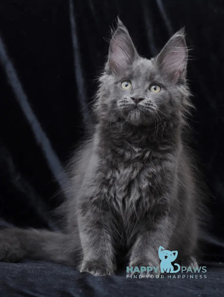 Darsy Maine Coon Female Blue Live Animals