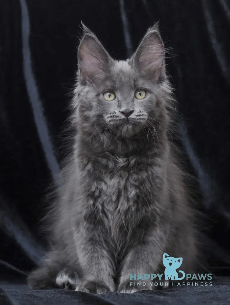 Darsy Maine Coon Female Blue Live Animals