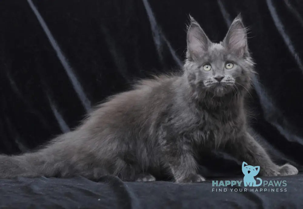 Darsy Maine Coon Female Blue Live Animals