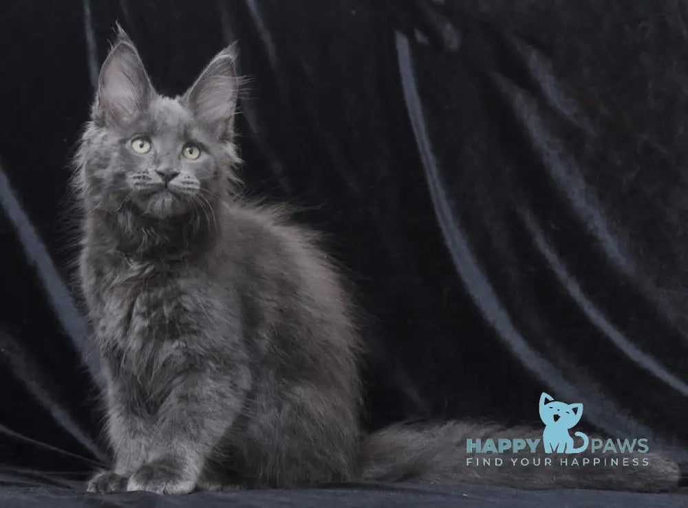 Darsy Maine Coon Female Blue Live Animals