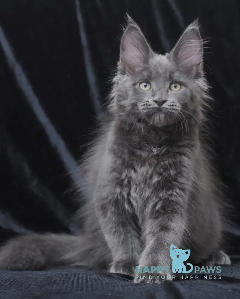 Darsy Maine Coon Female Blue Live Animals