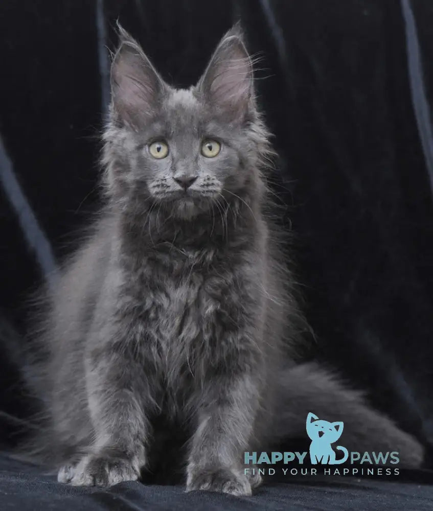 Darsy Maine Coon Female Blue Live Animals