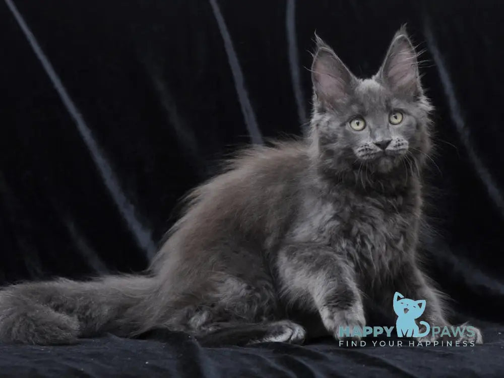 Darsy Maine Coon Female Blue Live Animals