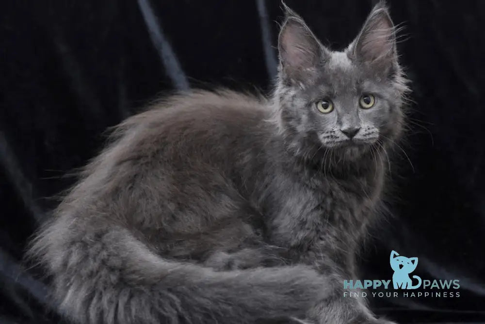 Darsy Maine Coon Female Blue Live Animals