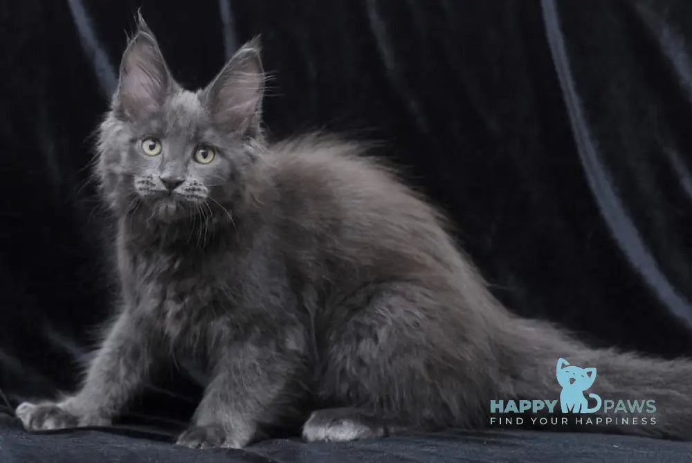 Darsy Maine Coon Female Blue Live Animals