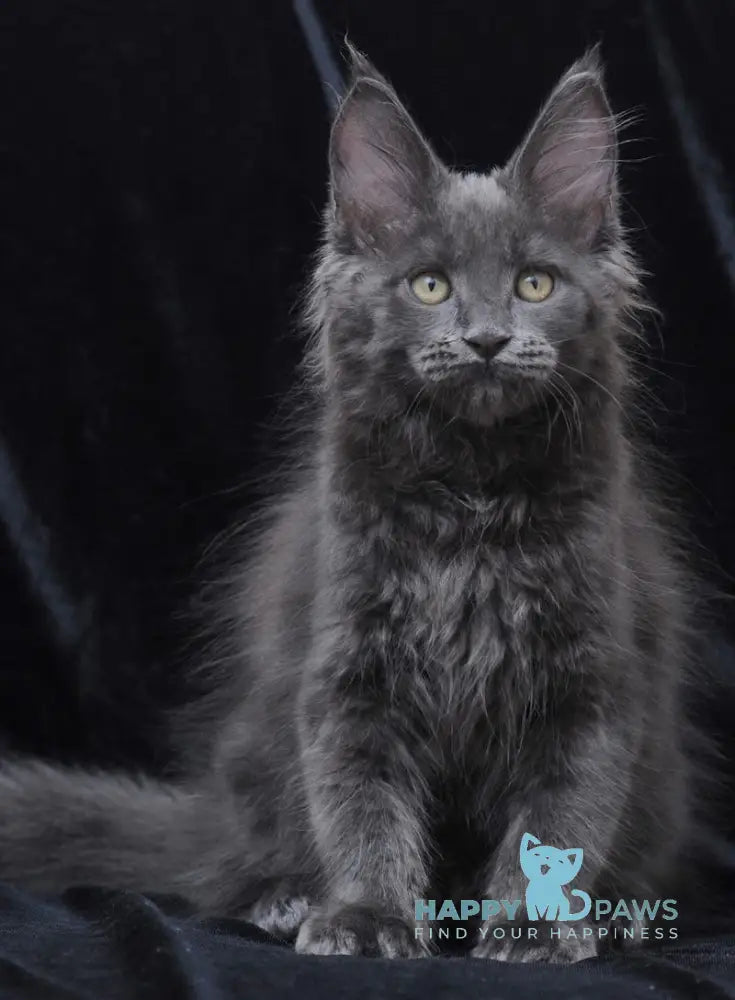 Darsy Maine Coon Female Blue Live Animals