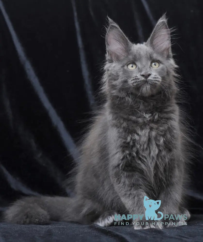 Darsy Maine Coon Female Blue Live Animals