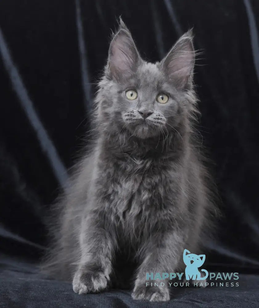 Darsy Maine Coon Female Blue Live Animals