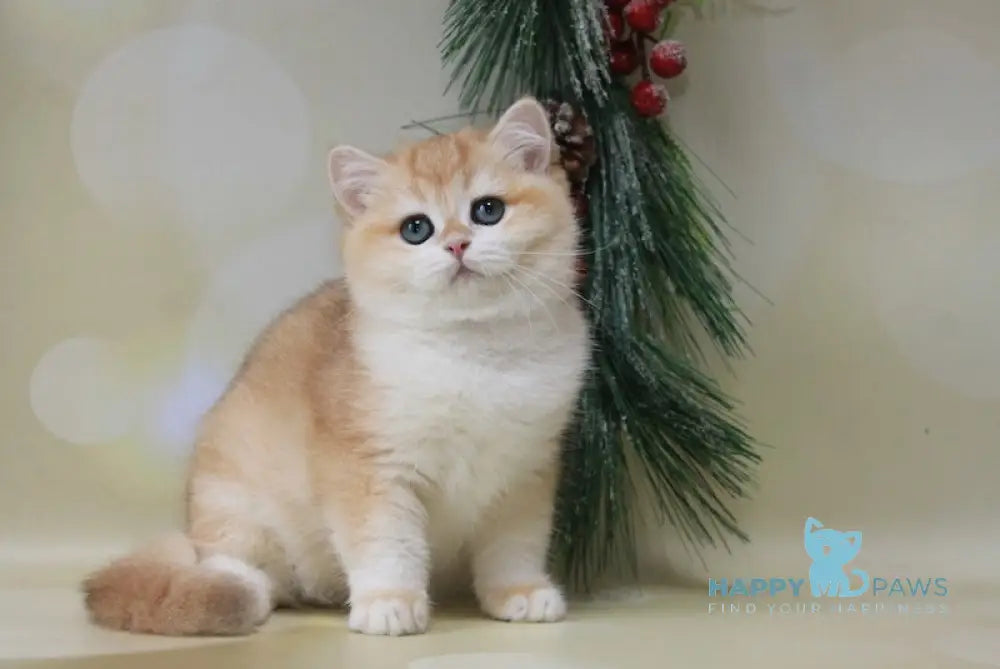 Darvin British Shorthair Male Black Golden Chinchilla Live Animals