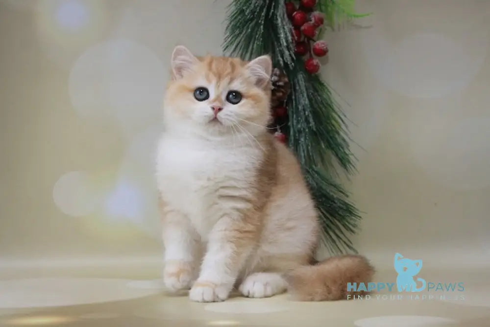 Darvin British Shorthair Male Black Golden Chinchilla Live Animals