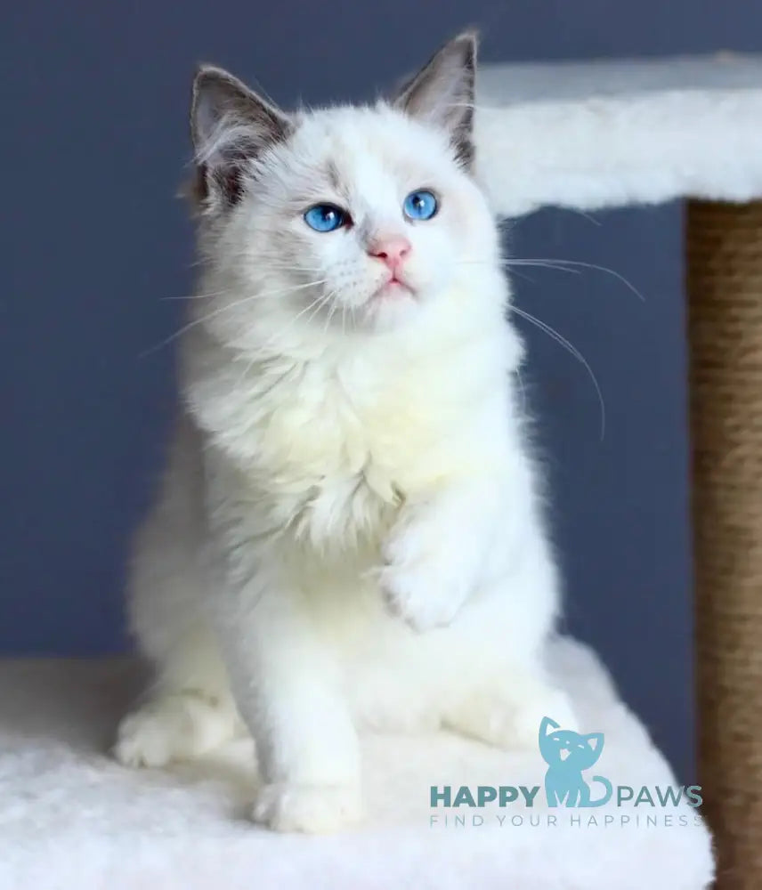 Dastin Ragdoll Male Blue Bicolour Live Animals