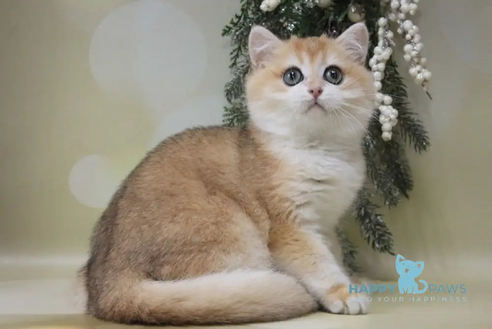 David British Shorthair Male Black Golden Chinchilla Live Animals