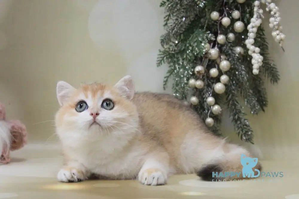 David British Shorthair Male Black Golden Chinchilla Live Animals