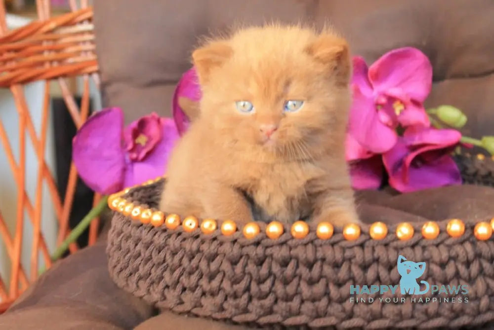 David British Shorthair Male Cinnamon Live Animals