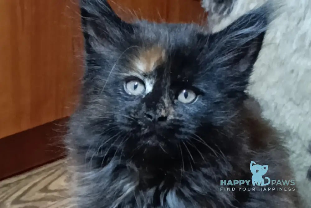 Daykiri Maine Coon Female Black Tortie Live Animals