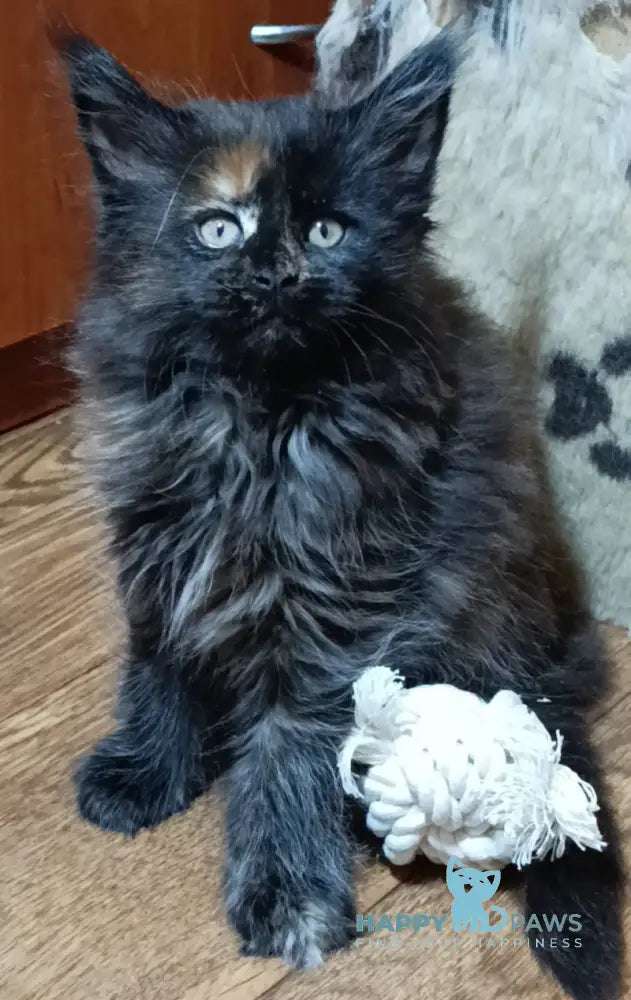 Daykiri Maine Coon Female Black Tortie Live Animals