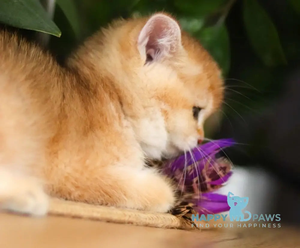 Deisy British Shorthair Female Black Golden Shaded Live Animals