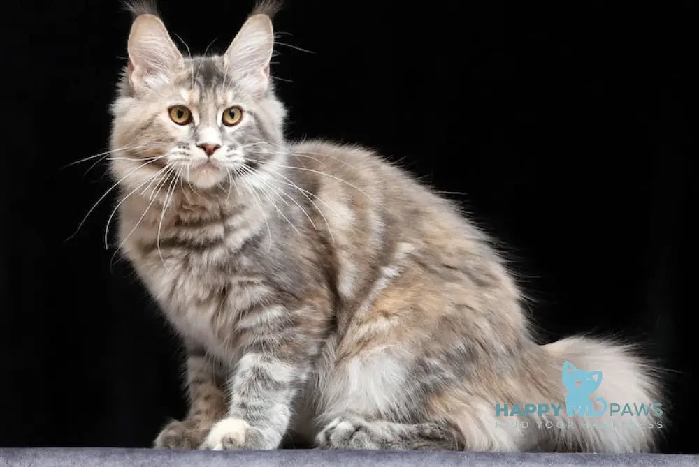 Delica Maine Coon Female Blue Tortie Tabby Live Animals