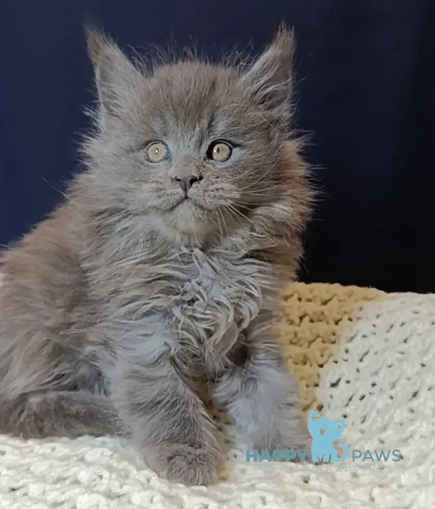 Deni Maine Coon Male Blue Smoke Live Animals