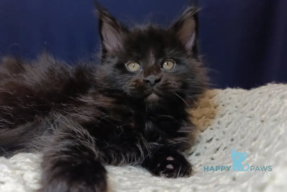 Dexter Maine Coon Male Black Live Animals