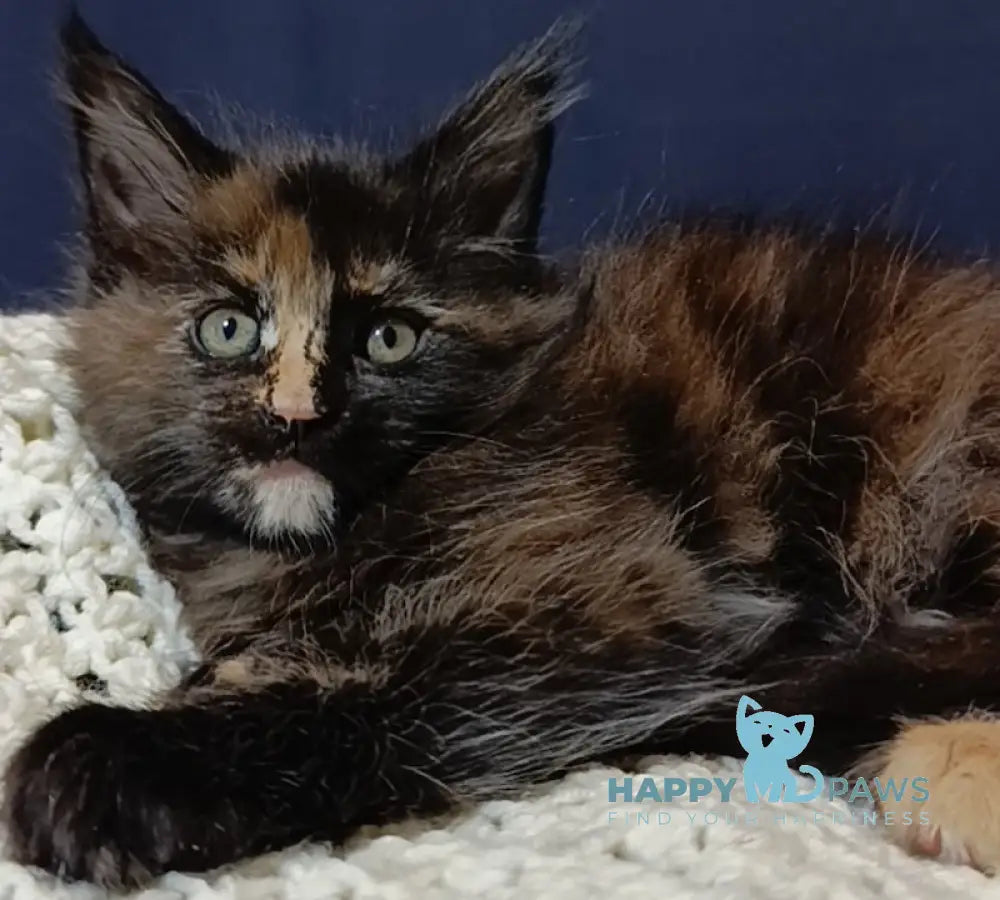 Diana Maine Coon Female Black Tortie Live Animals