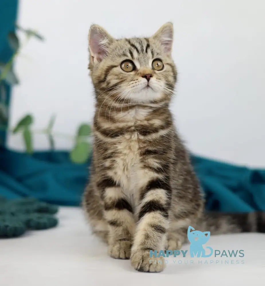 Dik British Shorthair Male Black Tabby Live Animals