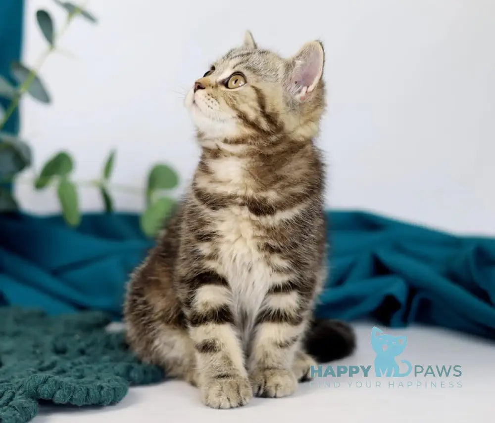 Dik British Shorthair Male Black Tabby Live Animals