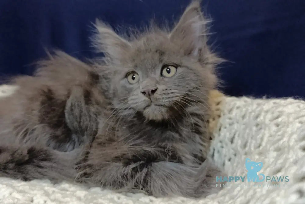 Dikson Maine Coon Male Blue Live Animals