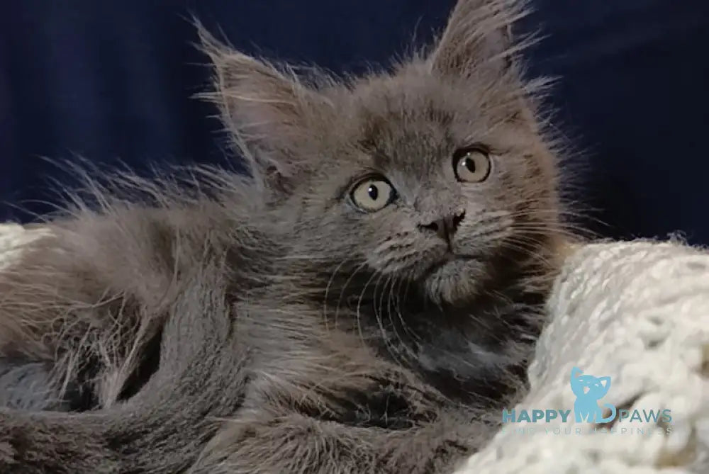 Dikson Maine Coon Male Blue Live Animals