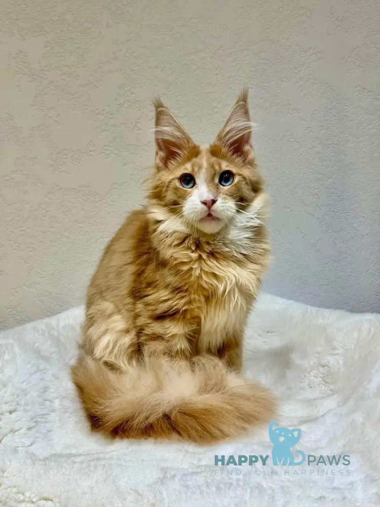 Dior Maine Coon male cream with white live animals