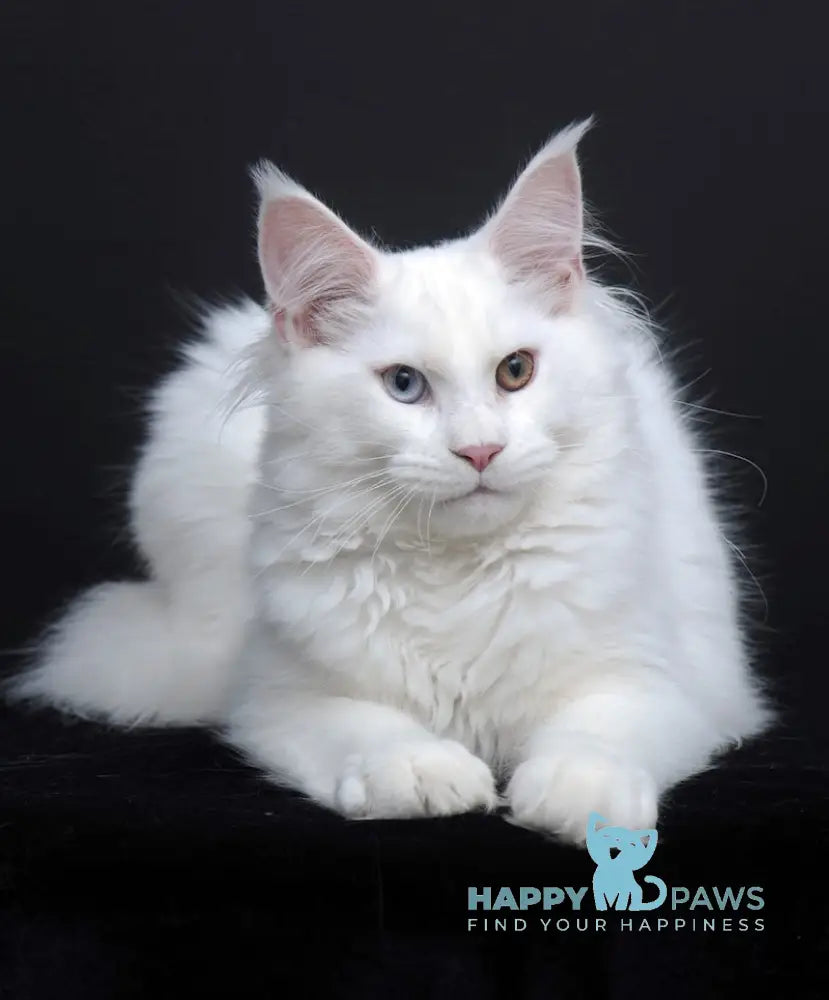 Diva Maine Coon Female White Live Animals