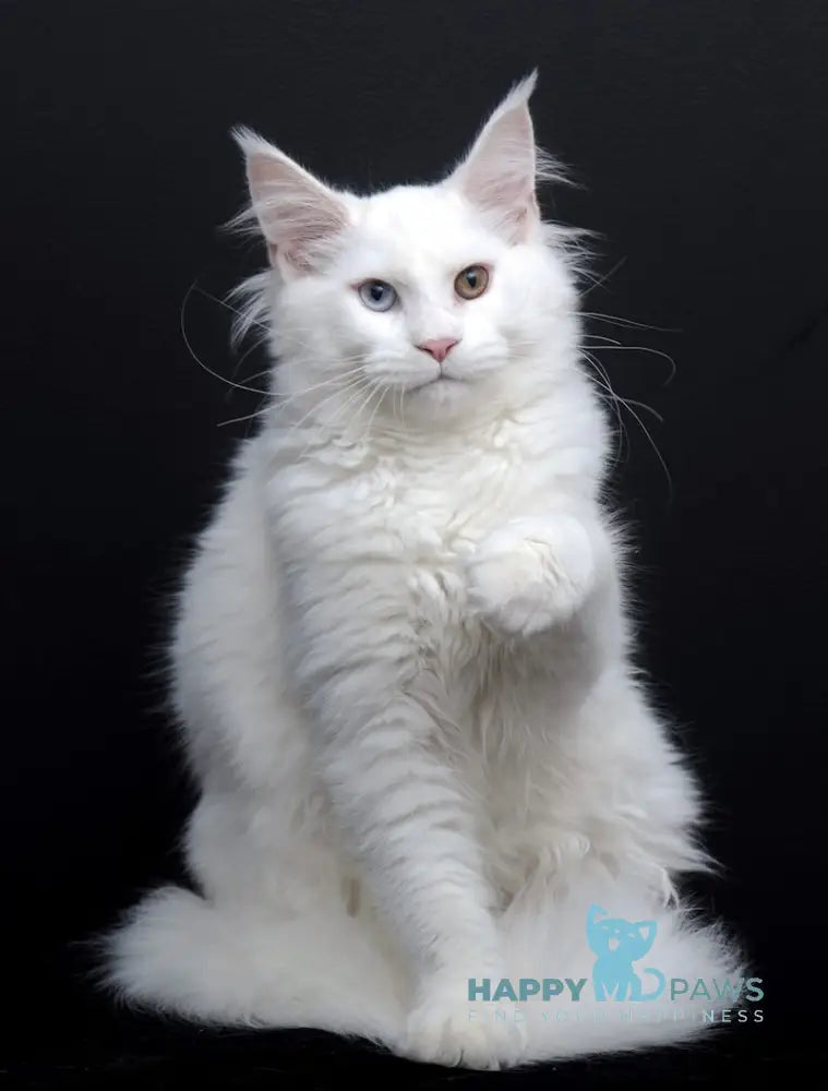 Diva Maine Coon Female White Live Animals