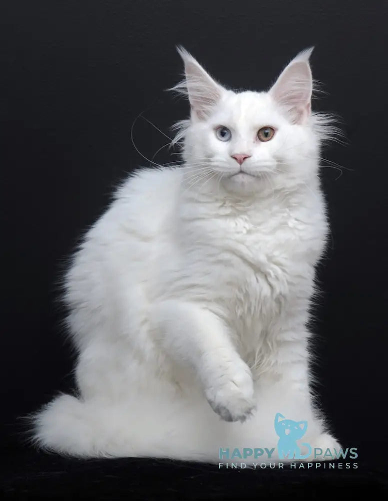 Diva Maine Coon Female White Live Animals