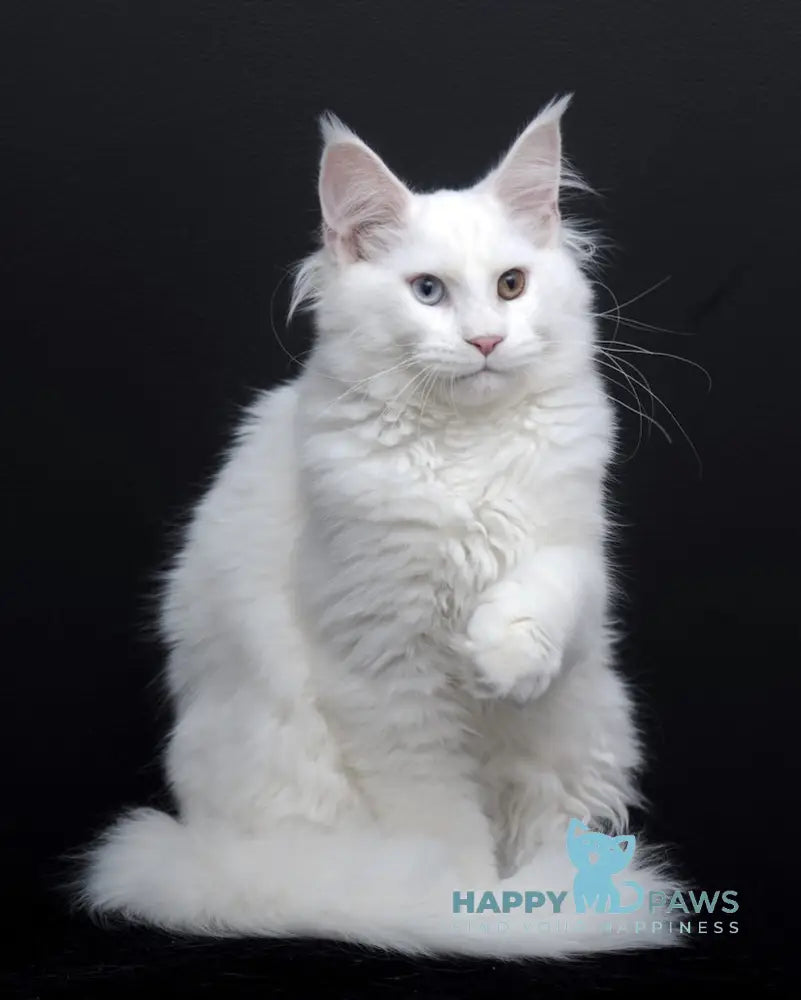 Diva Maine Coon Female White Live Animals