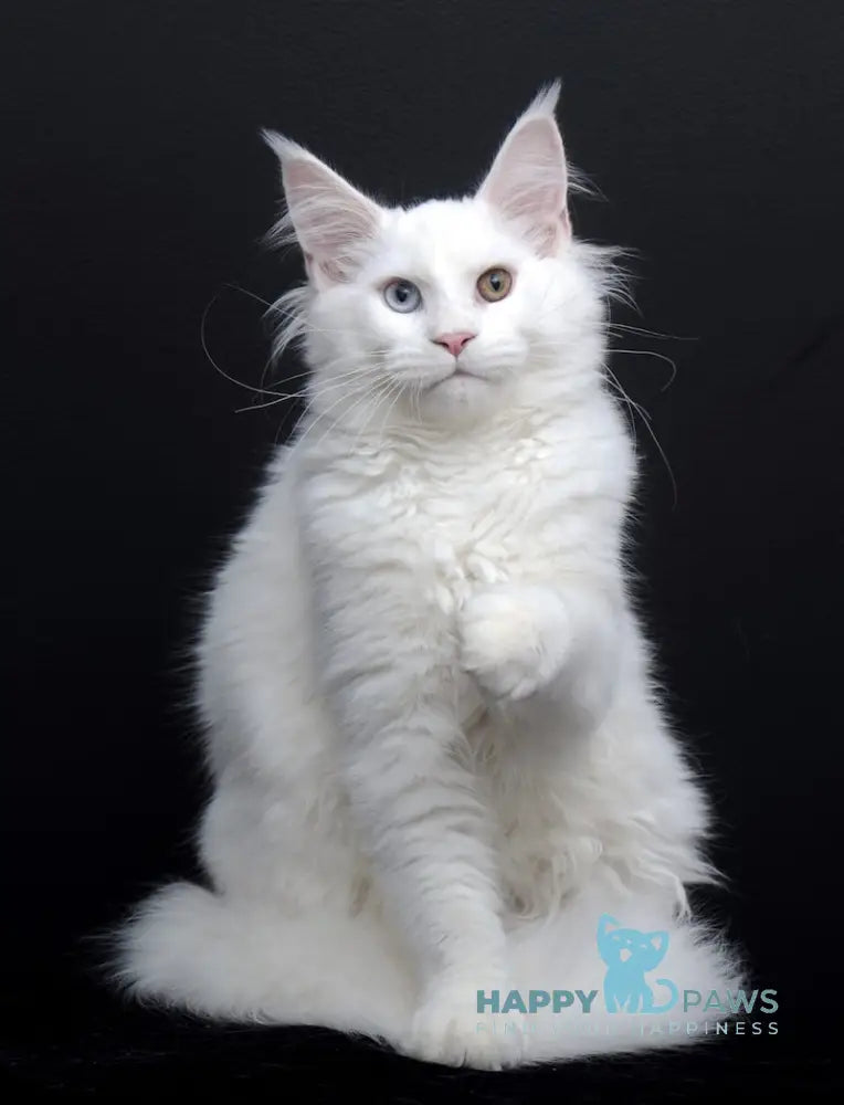 Diva Maine Coon Female White Live Animals