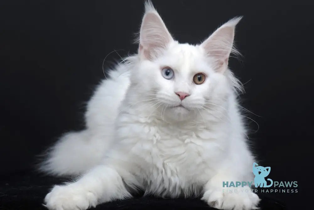 Diva Maine Coon Female White Live Animals