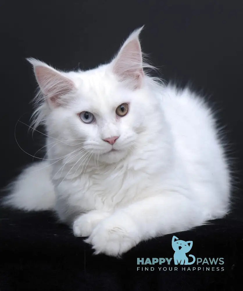 Diva Maine Coon Female White Live Animals