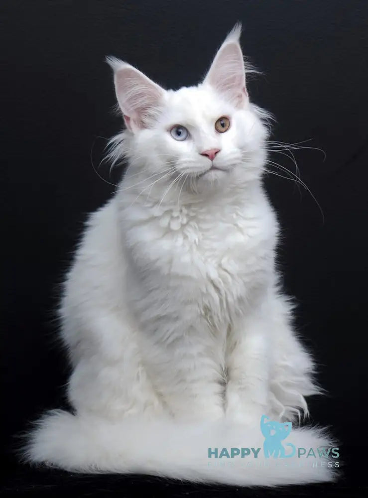 Diva Maine Coon Female White Live Animals