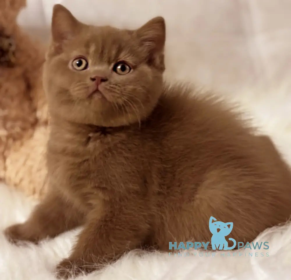 Dixie British Shorthair Female Cinnamon Live Animals