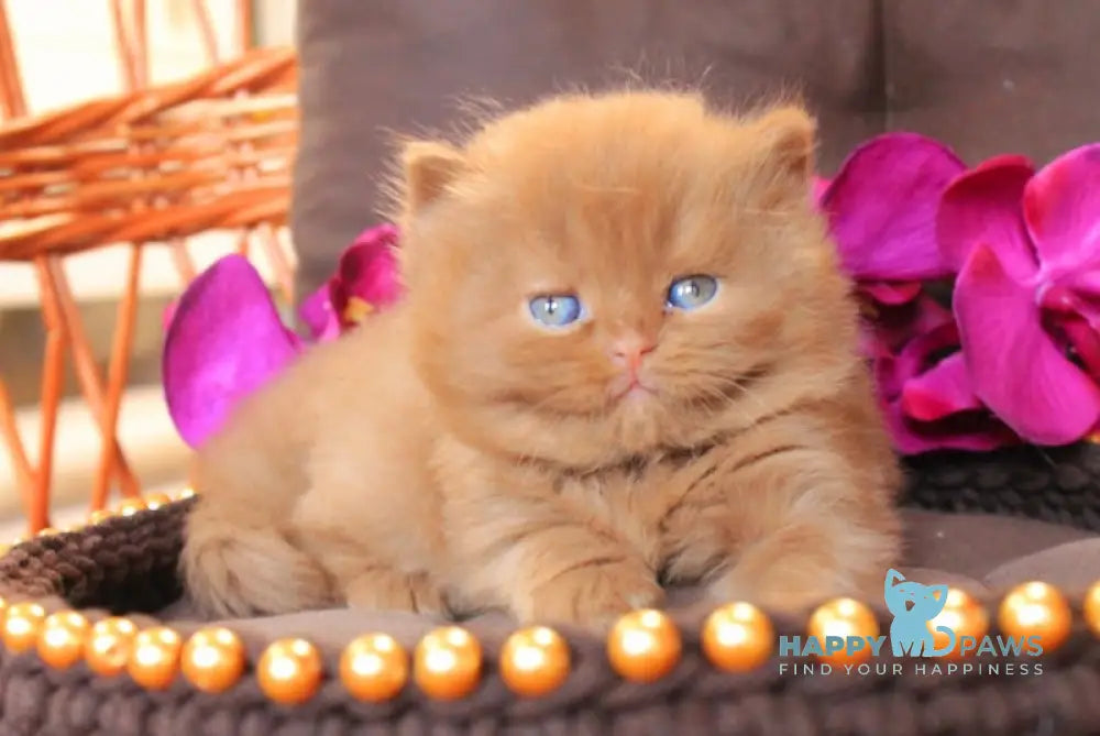 Dominik British Shorthair Male Cinnamon Live Animals