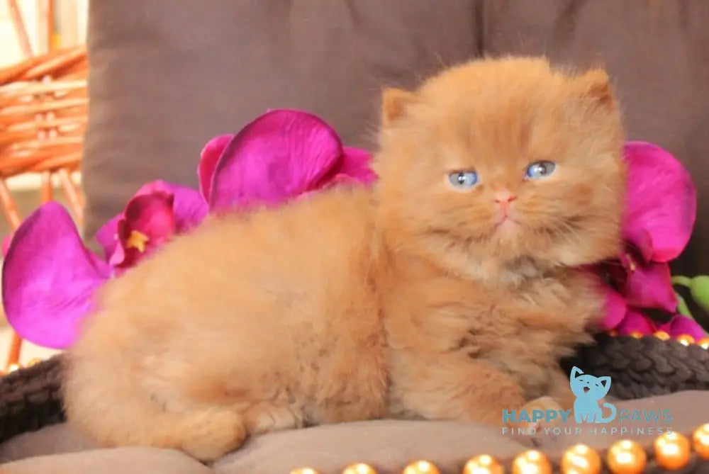 Dominik British Shorthair Male Cinnamon Live Animals