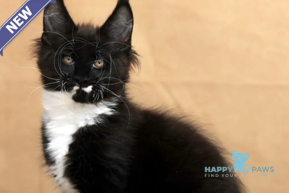 Domino Maine Coon Male Black Bicolour Live Animals