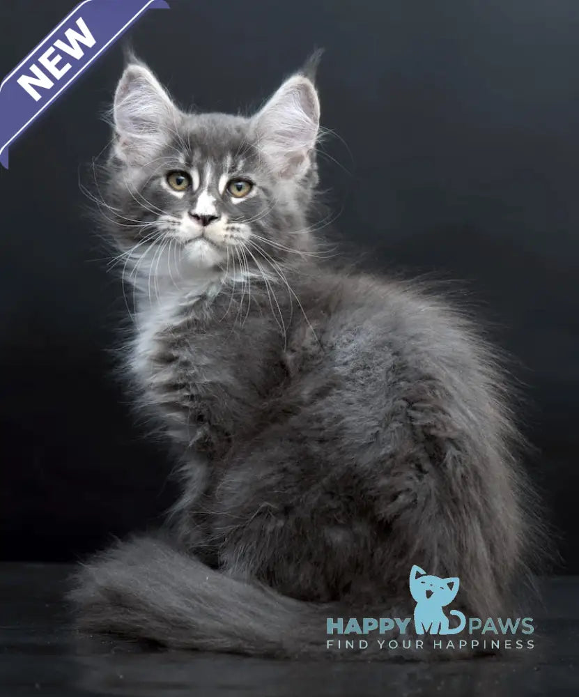 Dunaj Maine Coon Male Blue Tabby Bicolour Live Animals