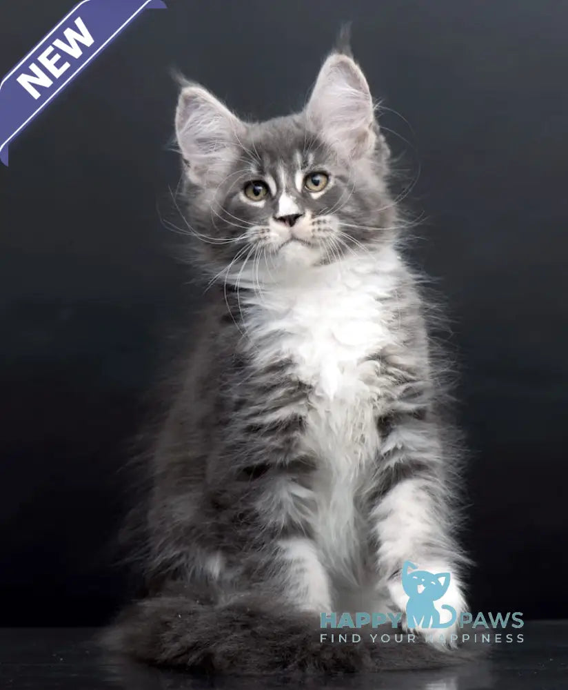 Dunaj Maine Coon Male Blue Tabby Bicolour Live Animals