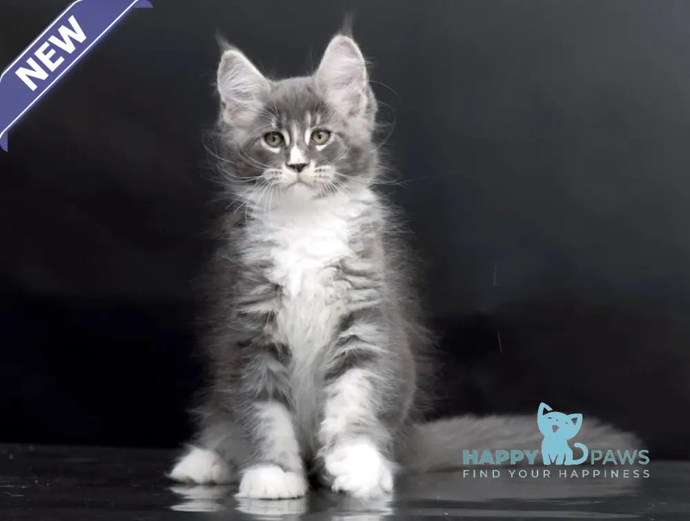 Dunaj Maine Coon Male Blue Tabby Bicolour Live Animals