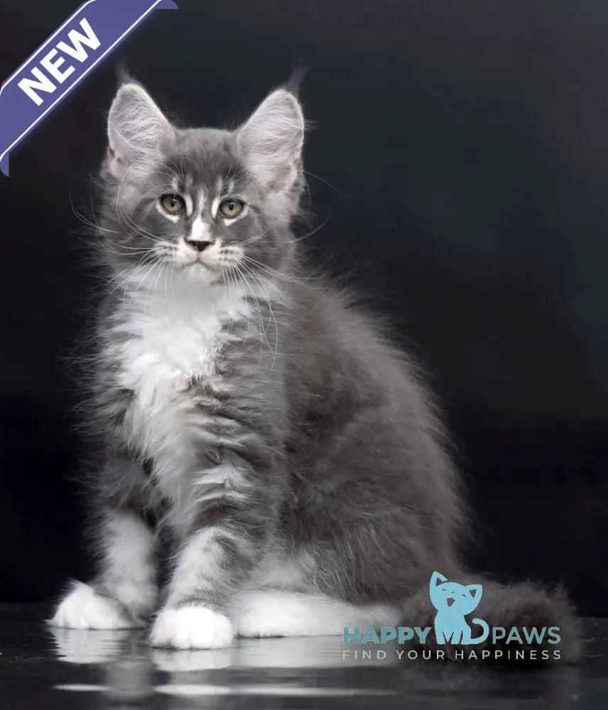 Dunaj Maine Coon Male Blue Tabby Bicolour Live Animals