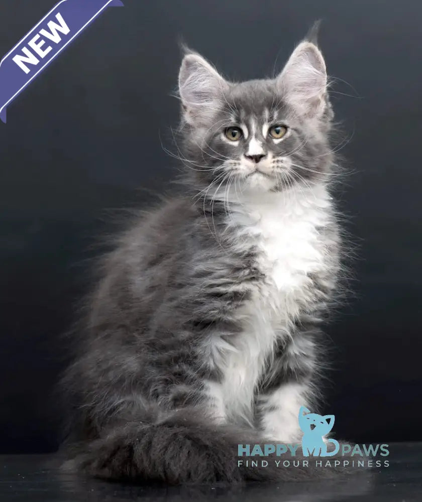 Dunaj Maine Coon Male Blue Tabby Bicolour Live Animals